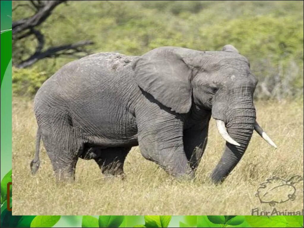 Слоник жив. Слон 1 класс. Слоны обитают. Африканские слоны для 1 класса. Слоны окружающий мир 1 класс.