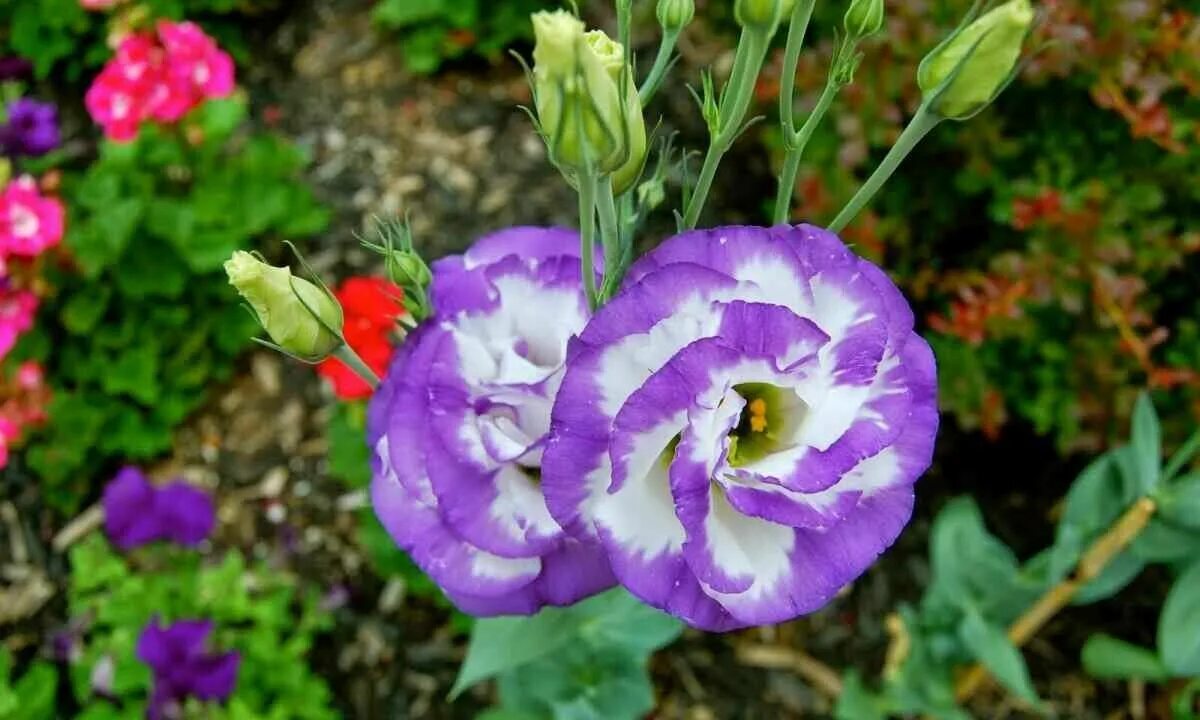 Эустома. Эустома в грунте выращивание и уход. Эустома садовая многолетняя. Семена эустома лизиантус. Эустома садовая.