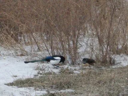 К чему снится что клюет ворон