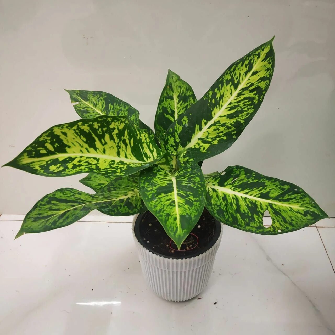 Диффенбахия микс. Диффенбахия maculata amy. dieffenbachia maculata amy. диффенбахия тропик сноу. диффенбахия exotica.