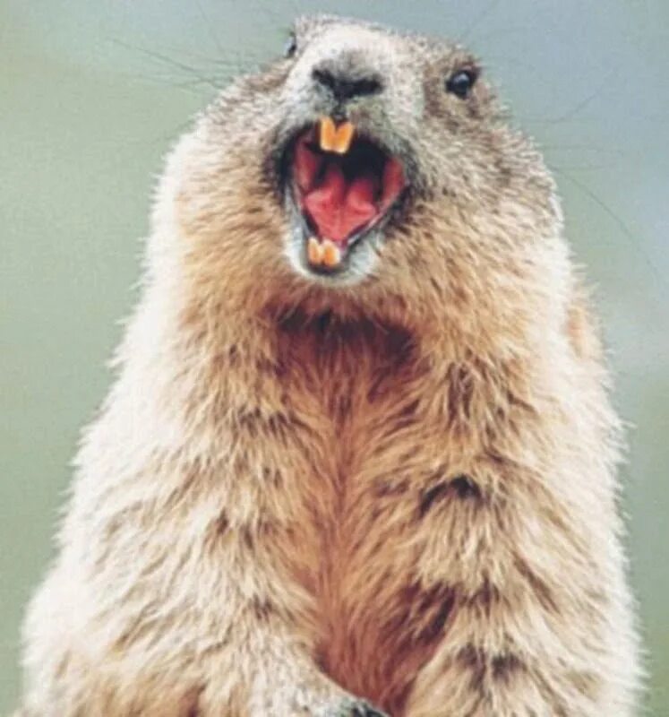 Орущий суслик. Сурок мензбира. Сурок байбак смешной. Кричащего бобра. Сурок-байбак зубы.
