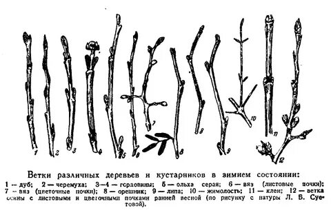 Побеги каких деревьев
