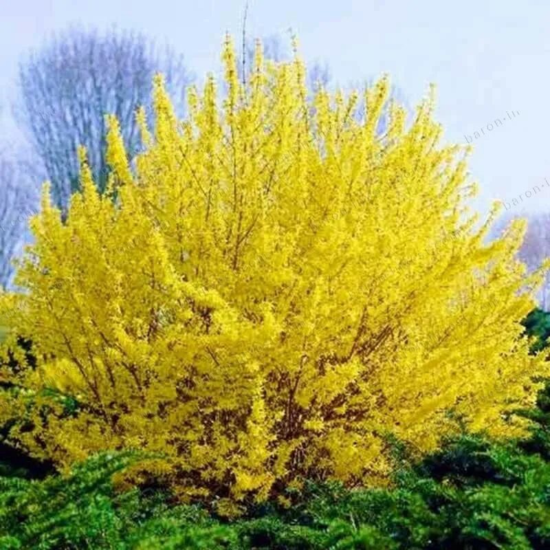 Золотой куст. Форзиция промежуточная линвуд. Желтые кустарники в грузии. Золотой куст. Форзиция lynwood.