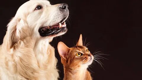 Cat dog green