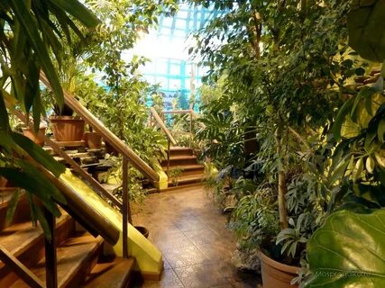 Бабочки москва msk dosugmap net