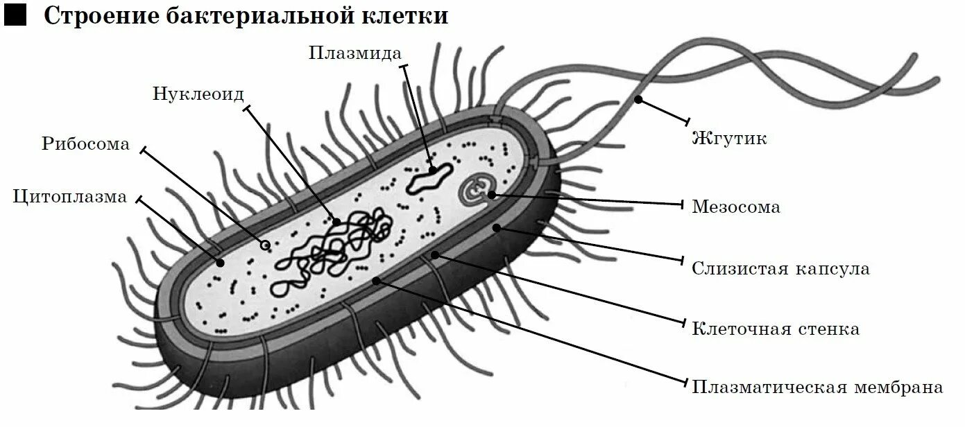 На каком рисунке изображена клетка бактерий. Схема строения бактериальной клетки. Строение бактериальной клетки рисунок. Обобщенная схема строения бактериальной клетки. Строение бактериальной клетки рисунок ЕГЭ.