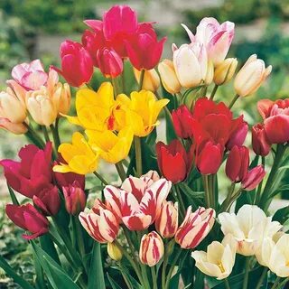 Микс луковиц тюльпанов