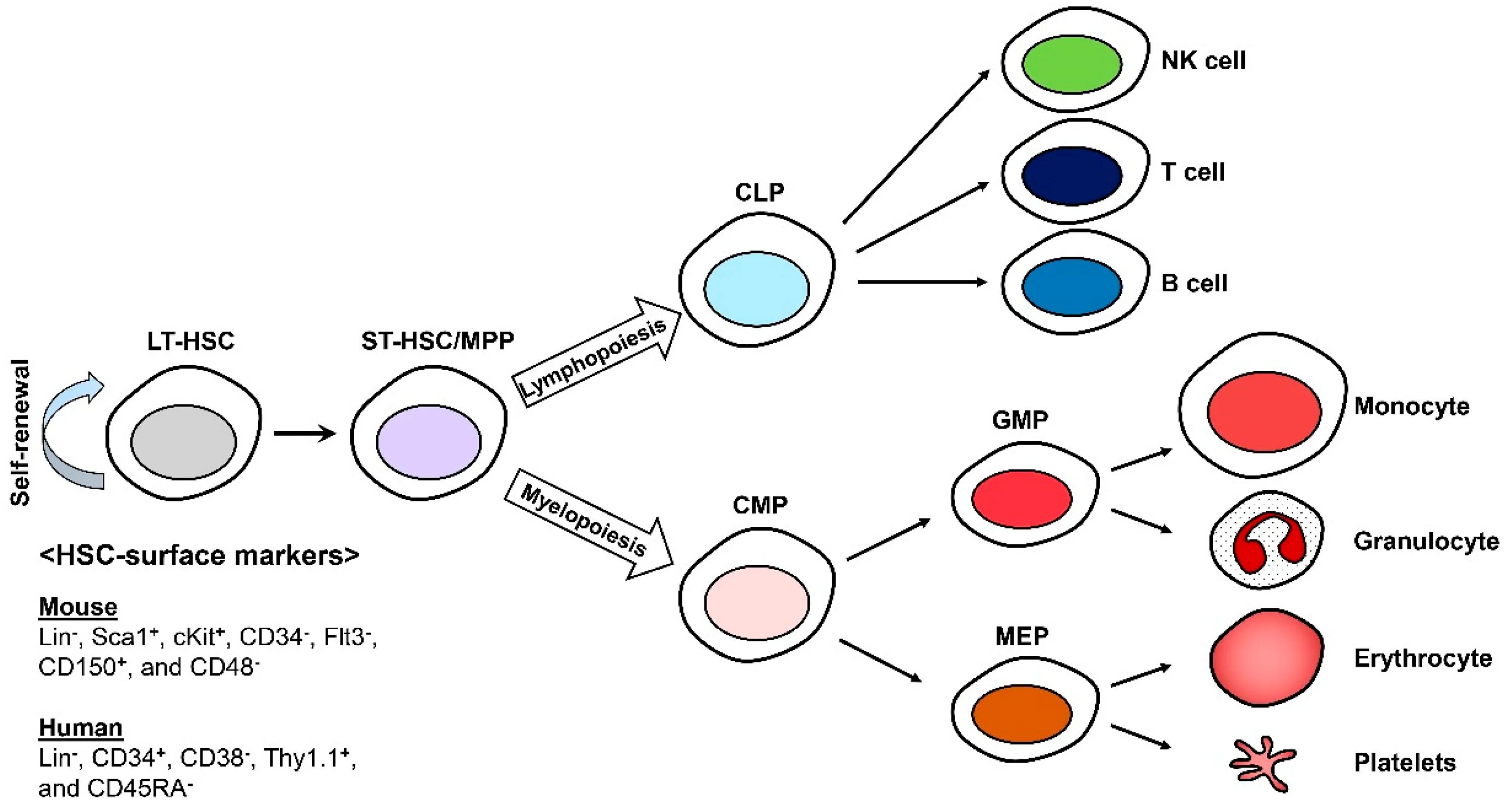 Зрелый эритроцит собаки сколько хромосом. Hematopoietic Stem Cells. HSC клетки. Allogeneic hematopoietic Stem Cells. Индуцированные стволовые клетки Яманака.