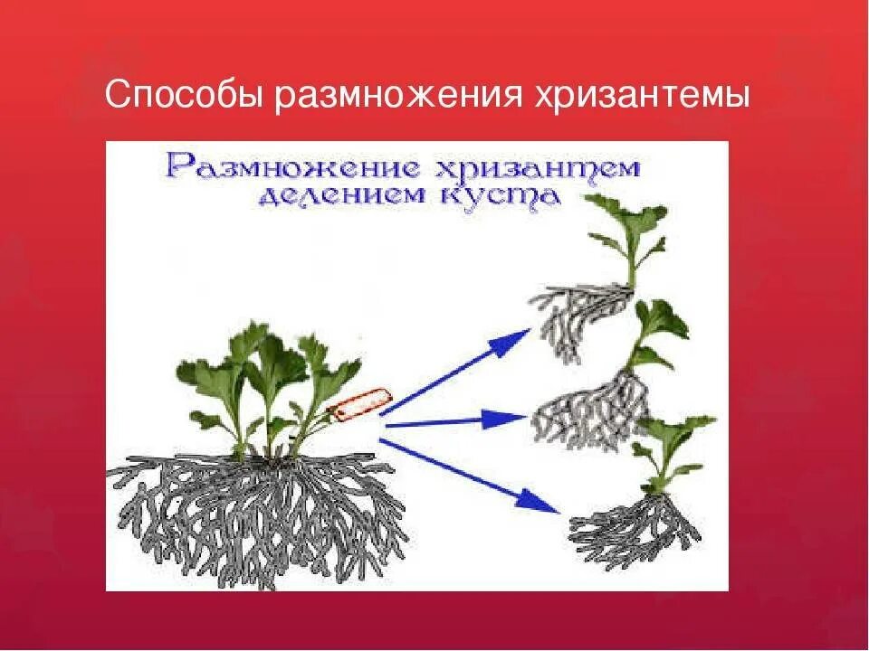 Как размножить хризантему весной
