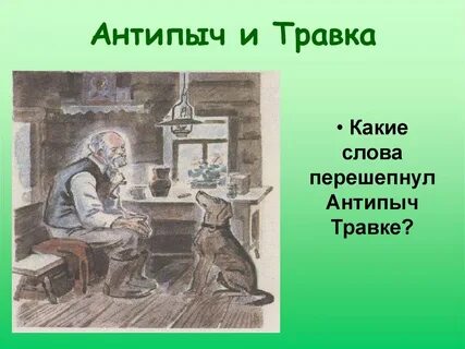 Травка собака антипыча