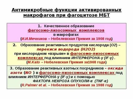 Роль макрофагов