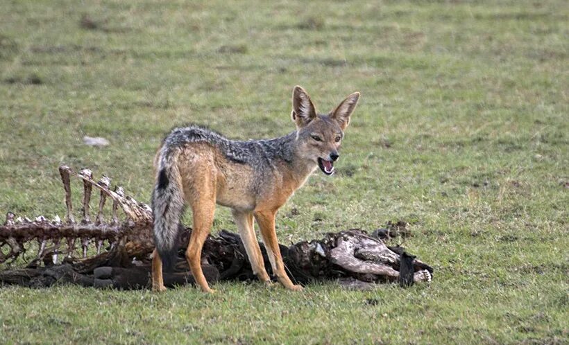 Где шакал. Где шакал. Африканский волчий шакал. Шакал обыкновенный краснодарский край. Чепрачный шакал.