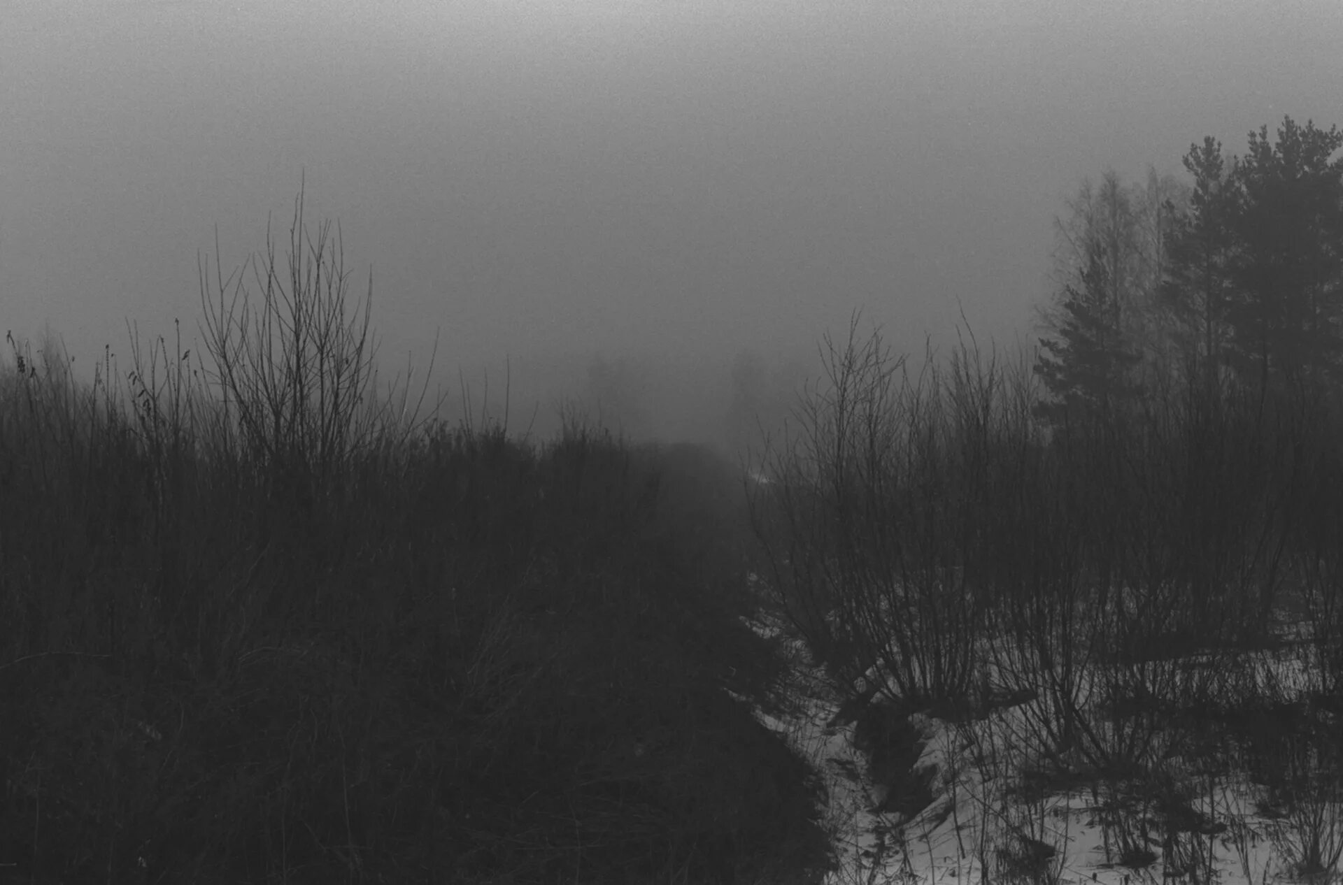 Туман полумрак. Полуночное дерево полуночное дерево уфа. Мистический лес призрак. Обои 4к ultra hd. Туман.