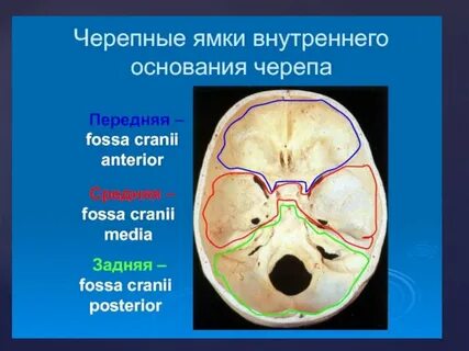 Ямки черепа