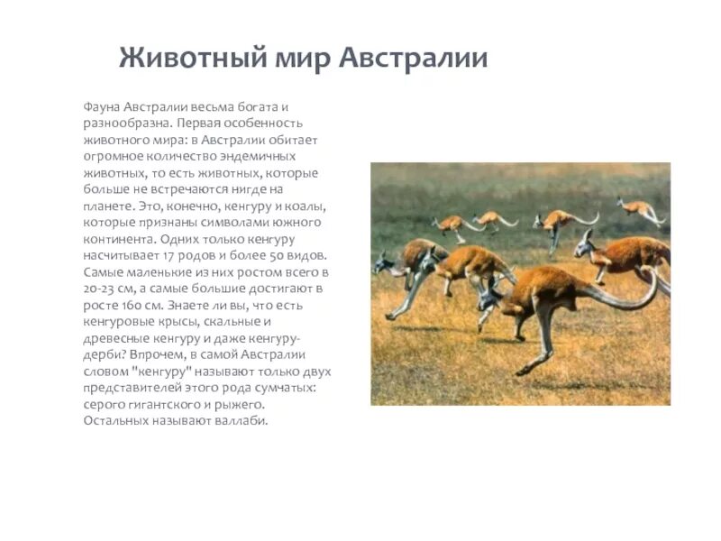 Реферат на тему мир животных. Доклад о животном австралии. животный мир австралии своеобразие. сообщение о растениях и животных австралии кратко. животные австралии презентация.