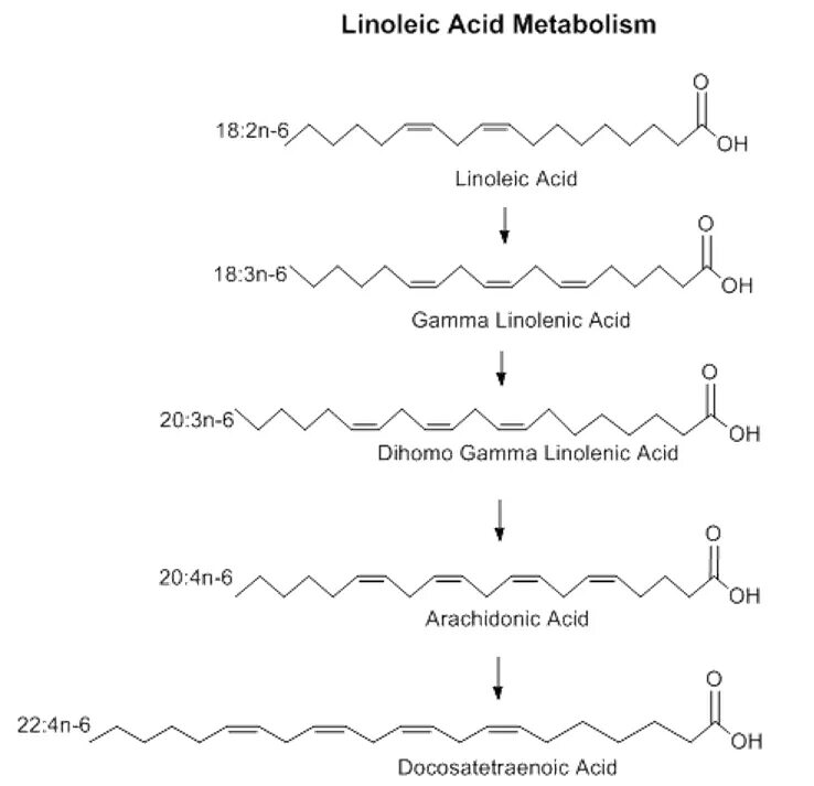 Омега 6 линолевая кислота. Гамма линоленовая линолевая кислота. Омега 6 арахидоновая кислота. Гамма-линолевая кислота (Омега-6).. Альфа линолевая кислота