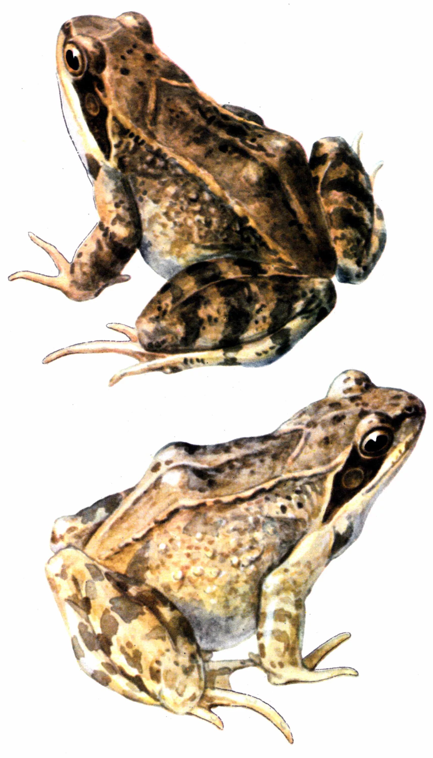 жаба европейская. травяная лягушка (rana temporaria linnaeus). бурая травяная лягушка. травяной лягушки (rana temporaria). тип травяной лягушки.