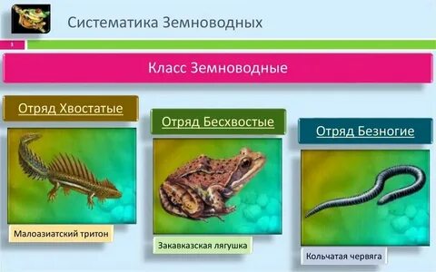 Иерархия систематических групп жабы