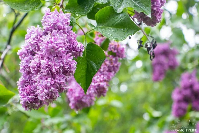 плыл над городом сирени