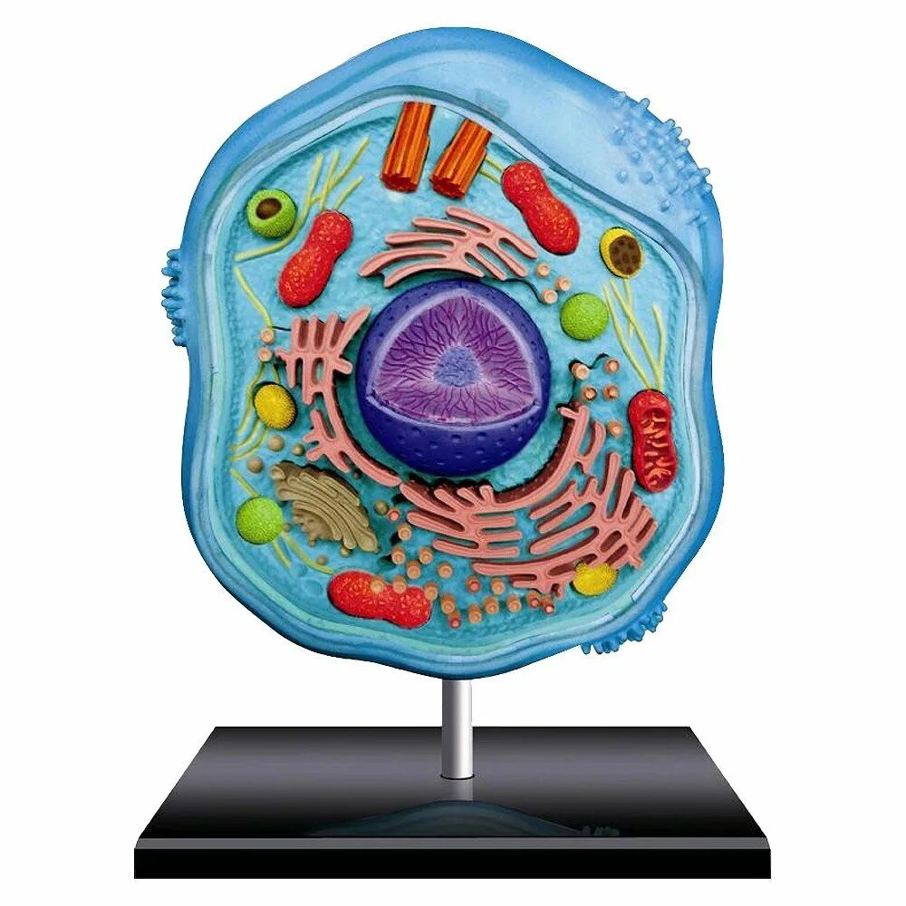 Развитие живой клетки. Модель клетки животного. 4d Master анатомическая модель клетка растения. Модель растительной клетки биология. Биология модель строение растительной клетки.