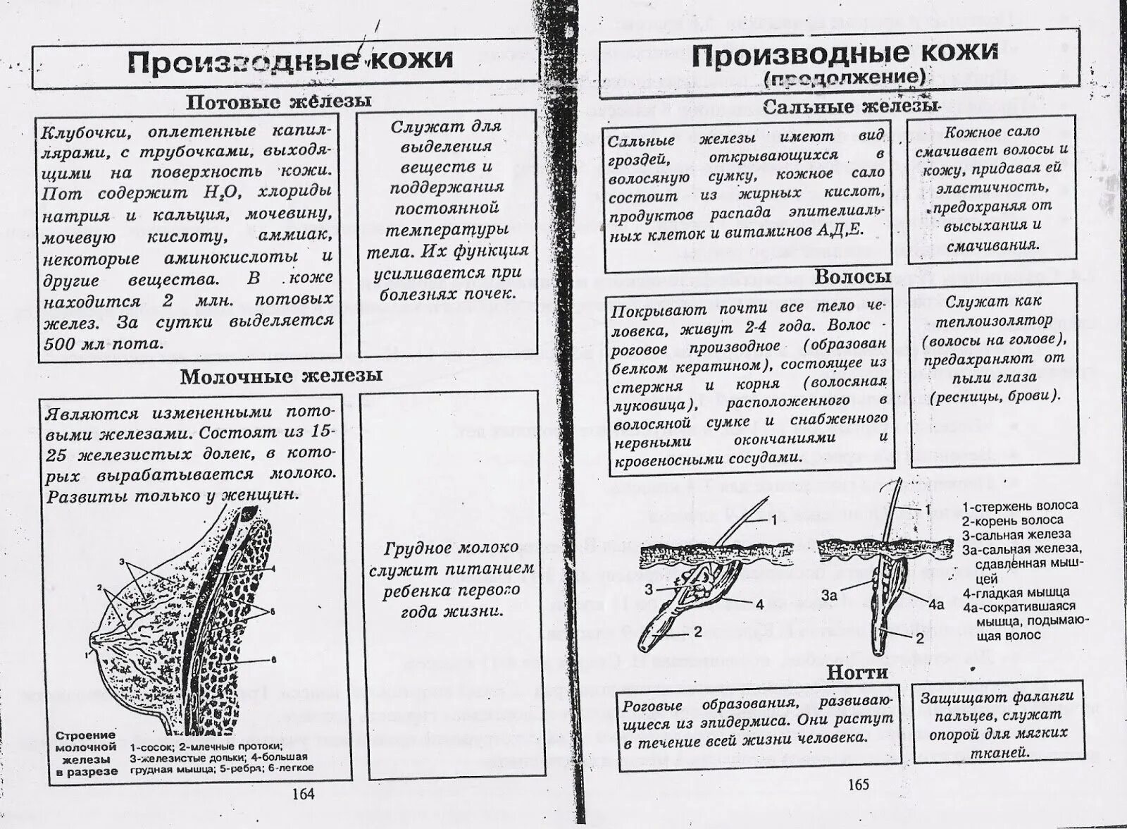 Строение и функции производных кожи. Производные кожи строение и функции. Железы кожи таблица строение и функции. Производные кожи особенности строения функции таблица. Производные кожи состав и функции таблица молочные железы.