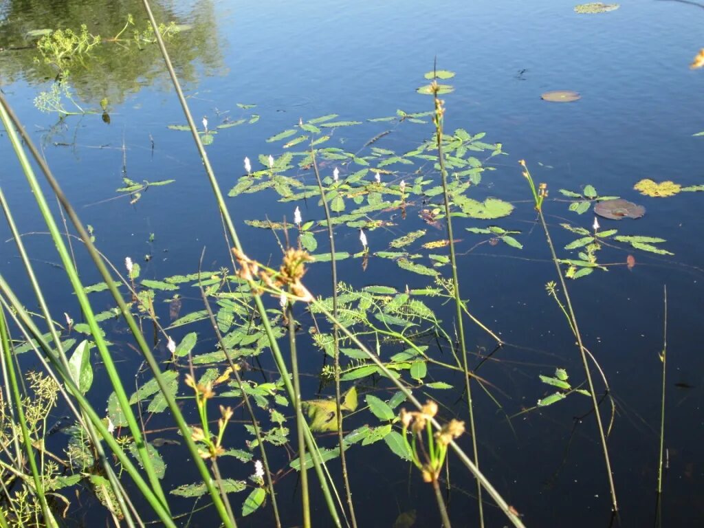 персикария земноводная. горец земноводный (водяная гречиха ). персикария земноводная. щучья трава. река горец.