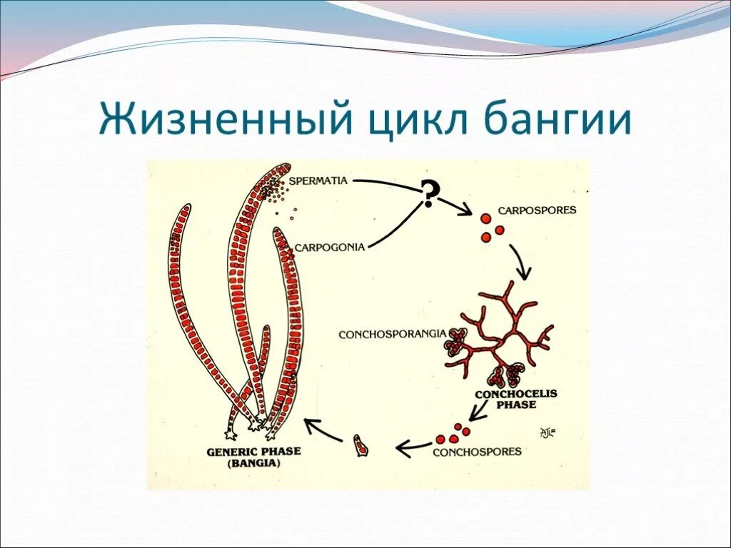 Красная водоросль порфира жизненный цикл. Трехфазный жизненный цикл красных водорослей. Жизненный цикл красных водорослей схема. Цикл развития красных водорослей схема. Стадия жизненного цикла водорослей