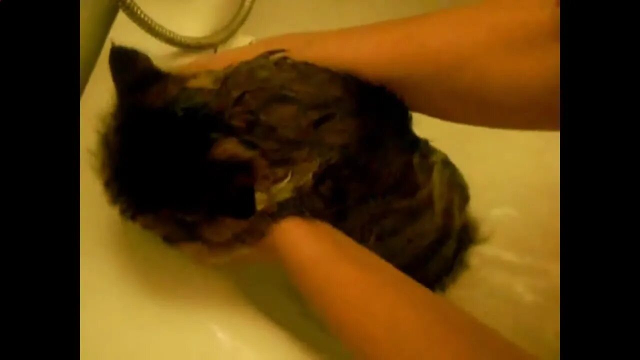 Видео матерится во время. Купание котов в ванной которые ругаются. Кота моют а он матерится. Кот матерщинник видео. Девочка купает кота говорящий кот видео.