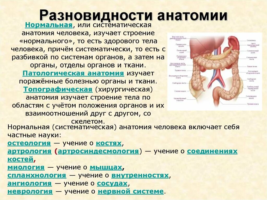 Познание анатомии. Разделы анатомии человека. Виды анатомии нормальная.