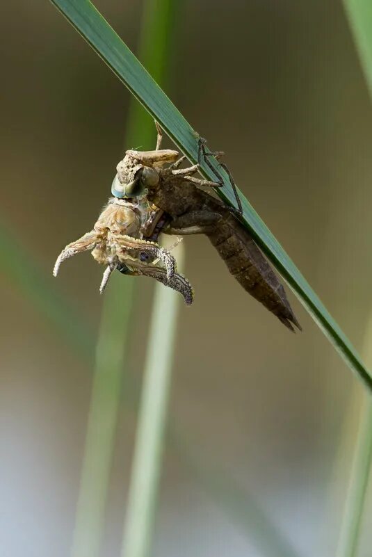 личинка стрекозы фильтратор. принять личинку императора. Anax imperator личинка. личинка дозорщика императора. стрекоза дозорщик личинка.