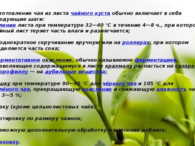Чай это листья чего. Строение чайного листа. категории чайного листа. что скрывается в чашке чая презентация. что скрывается в чашке чая проект 10 класс.