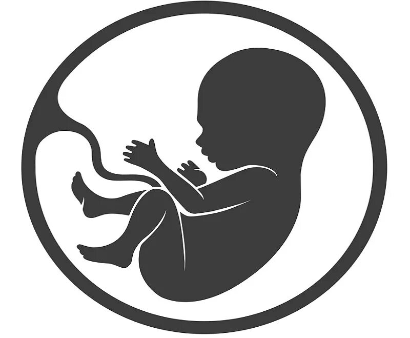 Рисунок зародыша. Эмбрион схематично. Эмбрион иконка. Младенец схематично. Эмбрион рисунок.