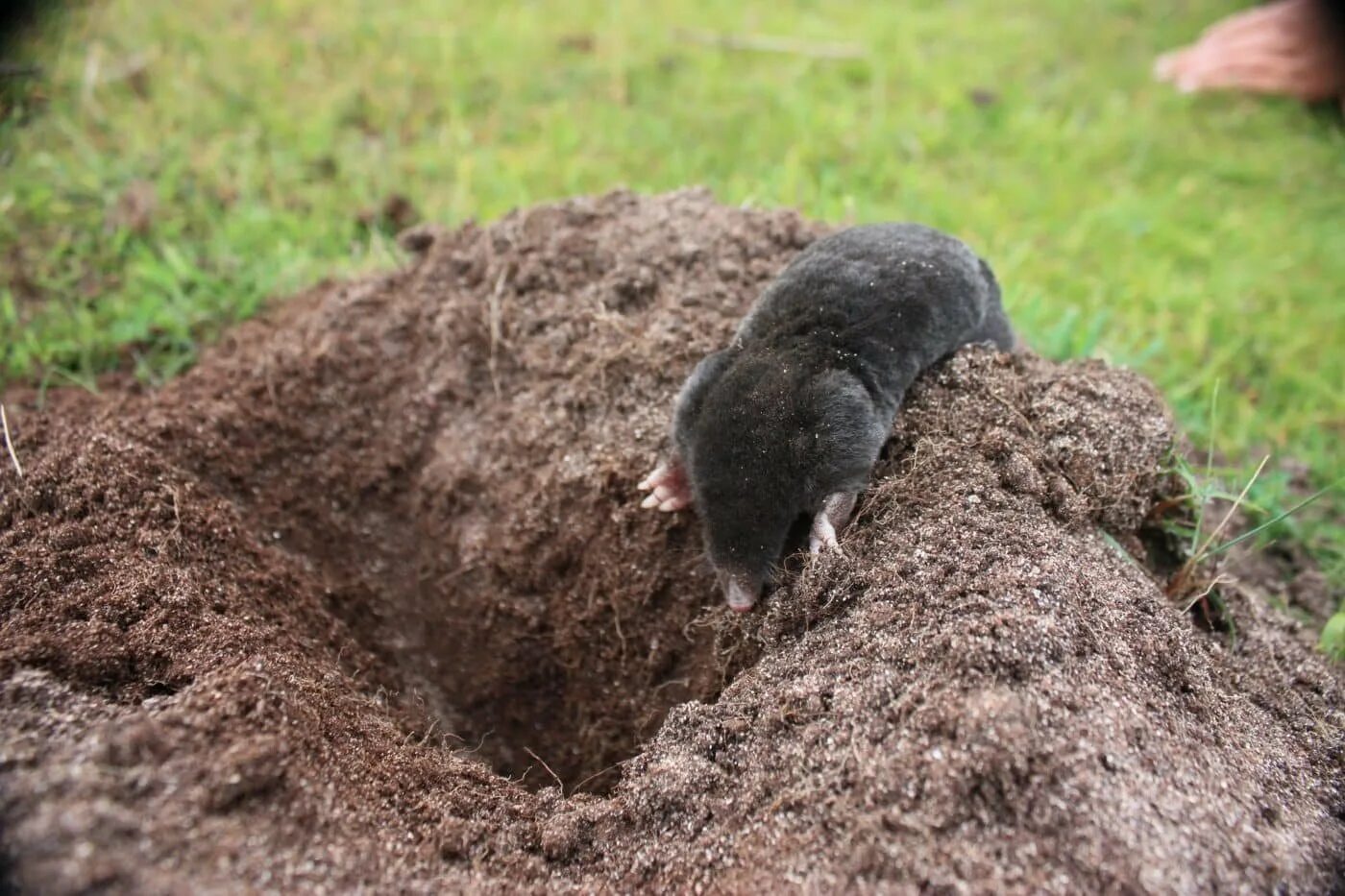 Тоннели кротов. Крот слепыш. Крот землеройка слепыш. Подземные норы кротов. Слепыш норы в земле.