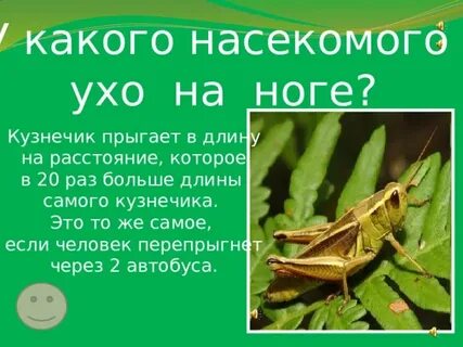 Кузнечик прыгает 11
