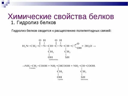 Аминокислоты белки химические свойства