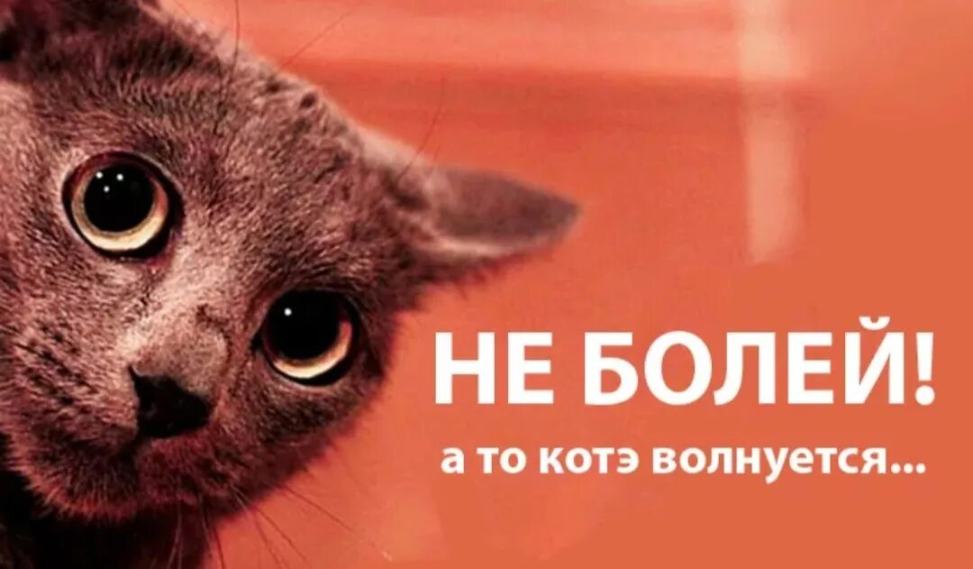 Не болей. Котик не болей. Милый котик не болей. Не болей пожалуйста.