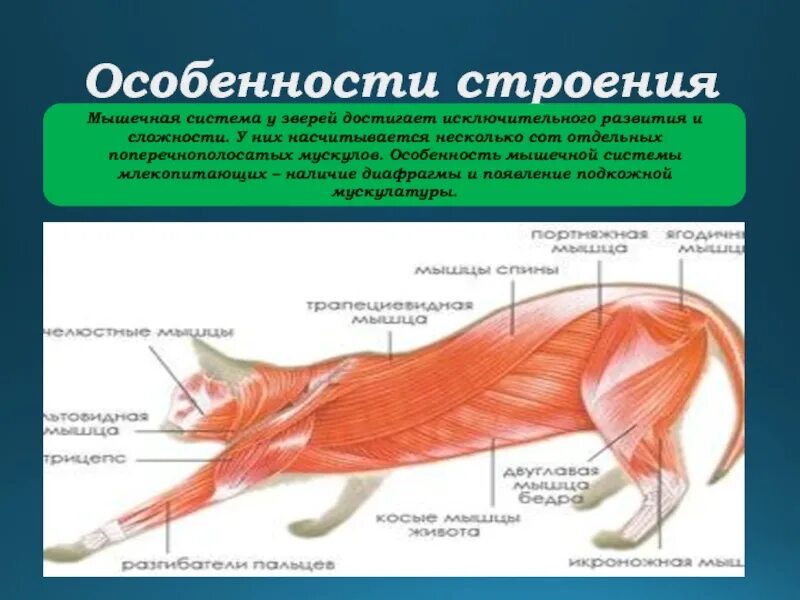 Скелет и мускулатура млекопитающих. Мышцы млекопитающих. мышечная система млекопитающих. строение мышц млекопитающих. мышечная структура собаки.