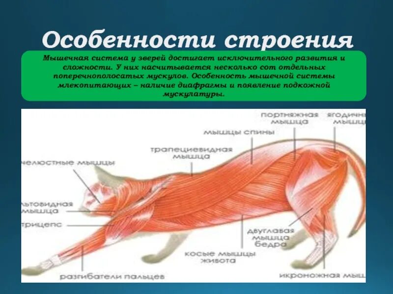 Мышцы млекопитающих. Строение мышц млекопитающих. Мышечная система зверей. Мышечная система млекопитающих. Мускулатура млекопитающих