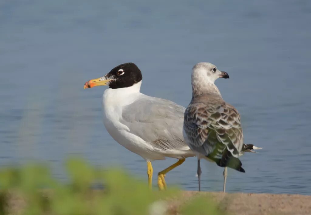 Молодой черноголовый. Черноголовый хохотун - Larus ichthyaetus Pallas, 1773. Черноголовый хохотун (Larus ichthyaetus). Серебристая Чайка черноголовый хохотун. Черноголовая Чайка хохотун красная книга.