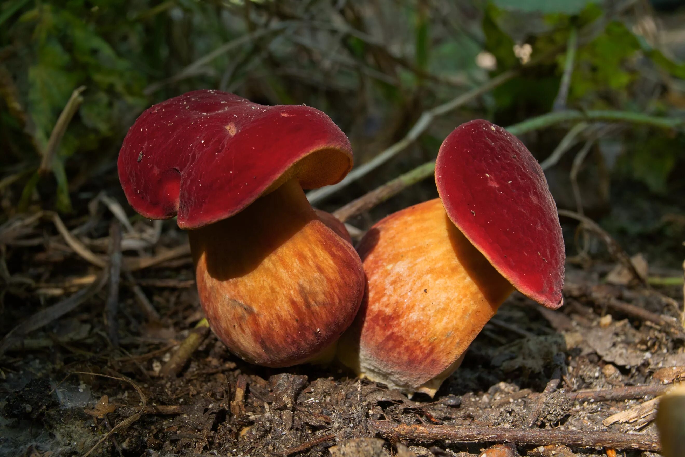 Гриб моховик красный. Моховик красный (Boletus rubellus). Моховик красный Xerocomus rubellus. Моховик красный Боровик. Красный гриб описание