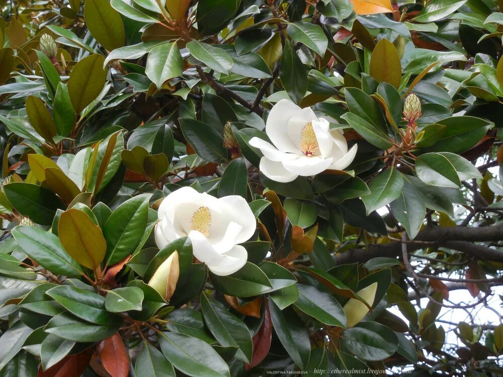 магнолия грандифлора дерево. белые цветы сочи. белые цветы сочи. магнолия сочи растение. белые цветы сочи.