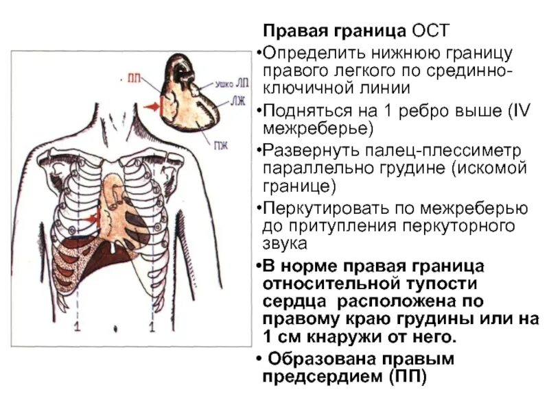 Определение нижних границ легких перкуссия. Перкуссия нижних границ легких. Границы легких у здоровых людей. Сравнительная перкуссия легких пропедевтика. Нижняя граница легких по лопаточной линии.