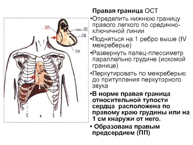 Нижняя граница легких перкуссия. Границы легких пропедевтика. Определение нижних границ легких. Нижние границы легких. Границы легкого по ребрам