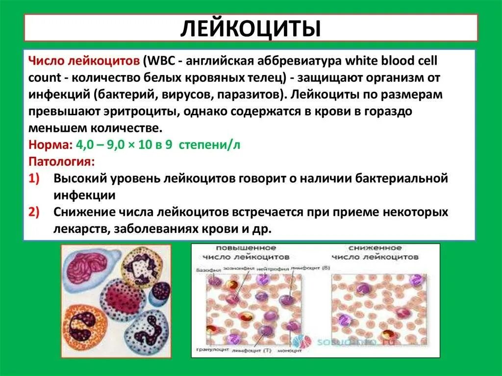 От чего повышаются лейкоциты