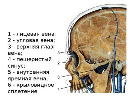Лицевая вена
