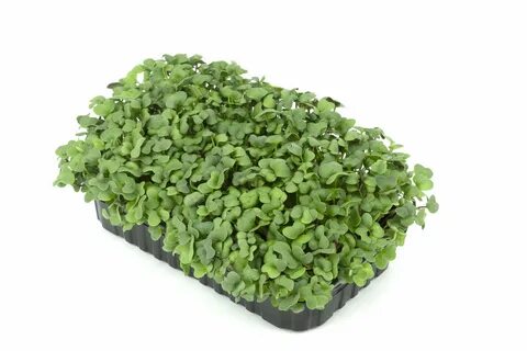 Микрозелень ижевск