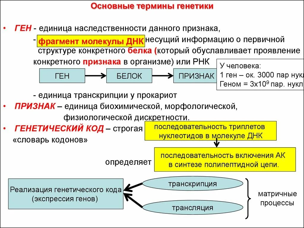 Реализация наследственной клетки. Этапы реализации генетического кода. Реализация наследственной информации в признак.