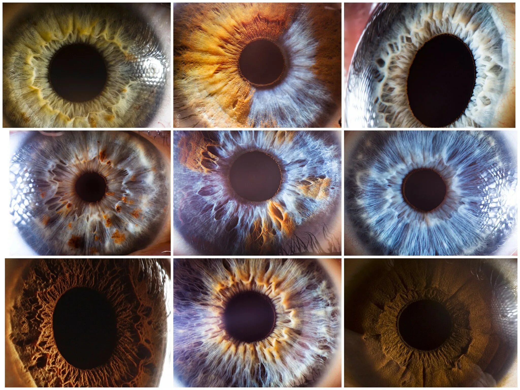 Iris радужка. радужки глаз для печати. там на орбите радужки глаз. радужная оболочка глаза. красивая радужка.