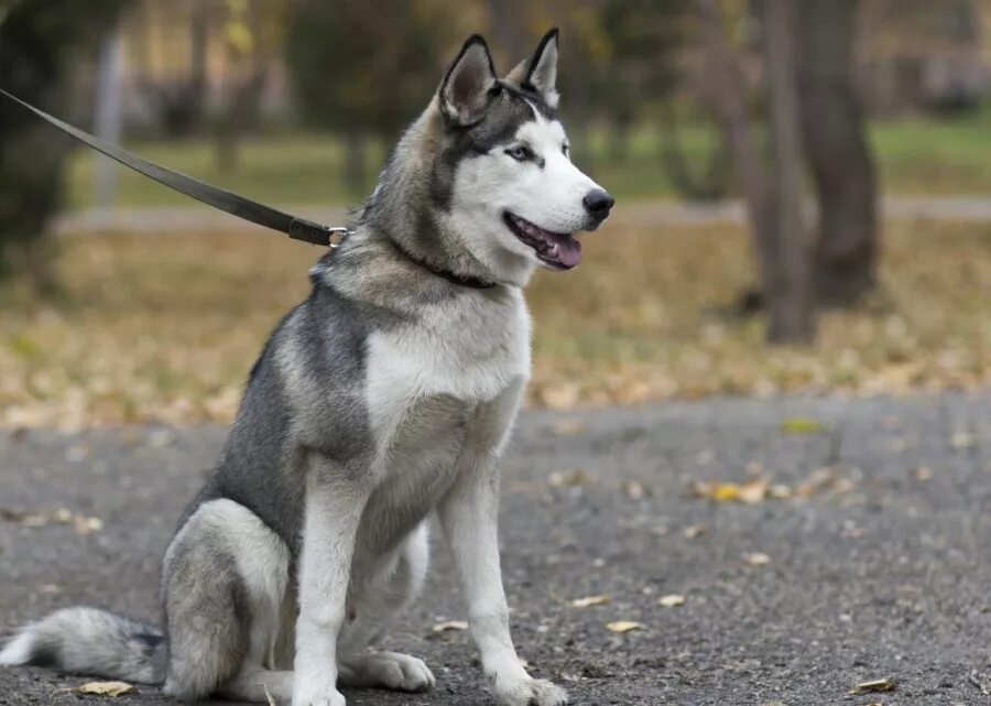 Сибирский хаски в полный рост. Аляскинский маламут. Хаски сидит. Сибирский хаски в полный рост. Хаски бело серая.