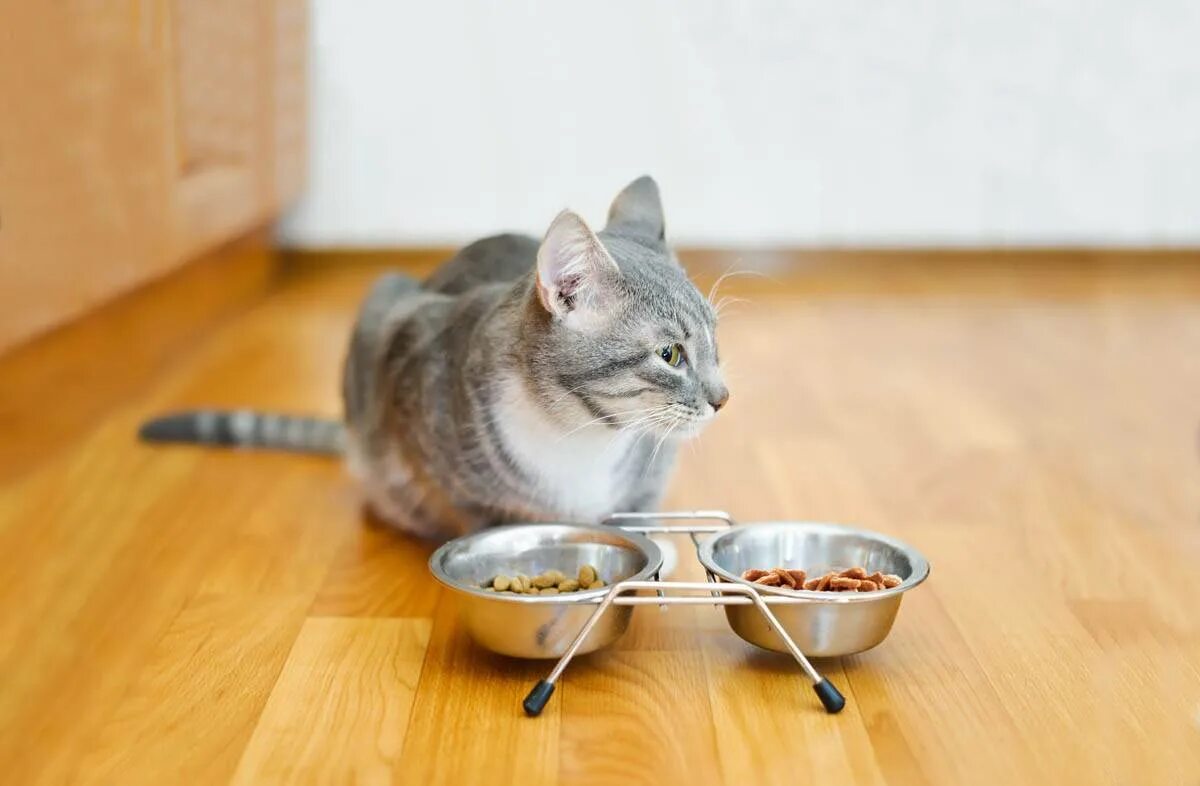 Отказ от еды у кошек. Миска для кота. Голодный кот. Кошка возле миски. Кошка возле миски с едой.